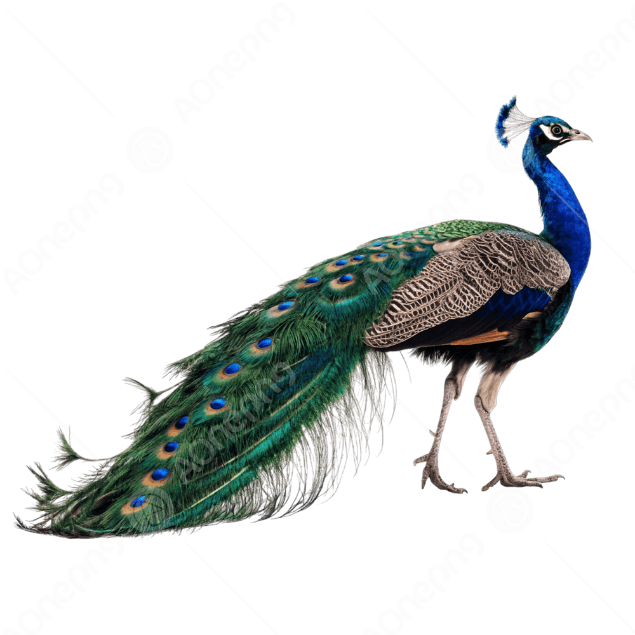 Peacock PNG Images Free Download HD Clipart – AOnePng