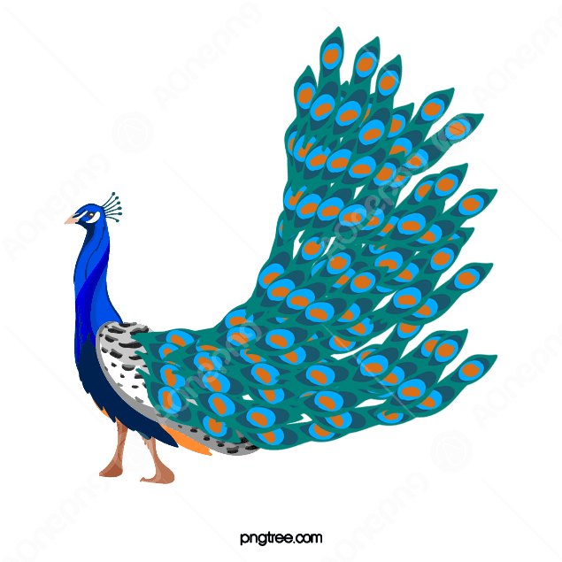 Peacock PNG Transparent Image & Vectors Free AOnePng